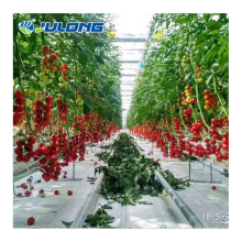 Hydroponics Tomato Growing System Polycarbonate Greenhouse